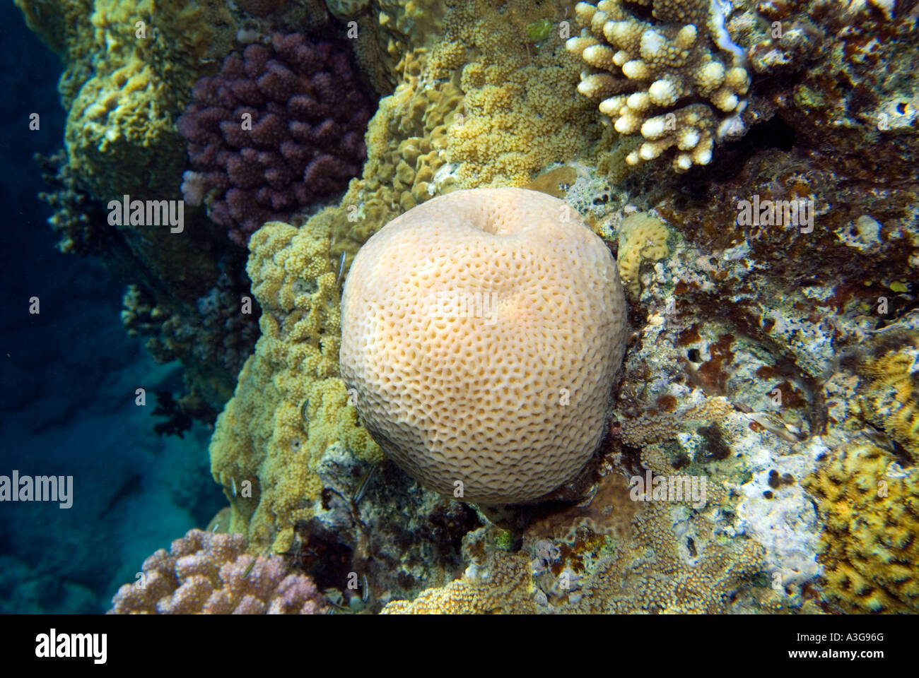 Honey Comb Coral FAVIA FAVUS  reef scenery paradies under water sealife fish coralgarden garden sea RAS MOHAMED Sharm El Sheikh Stock Photo
