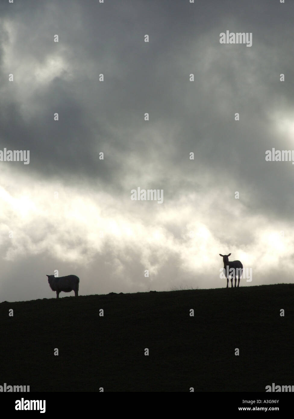 sheep on hill side with dark moody sky Stock Photo - Alamy