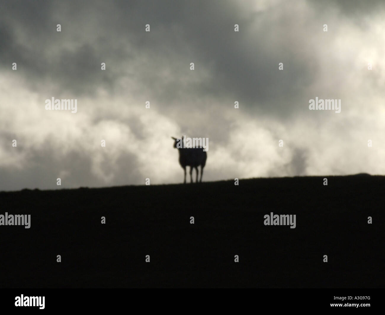 one sheep on hill side with dark moody sky Stock Photo - Alamy