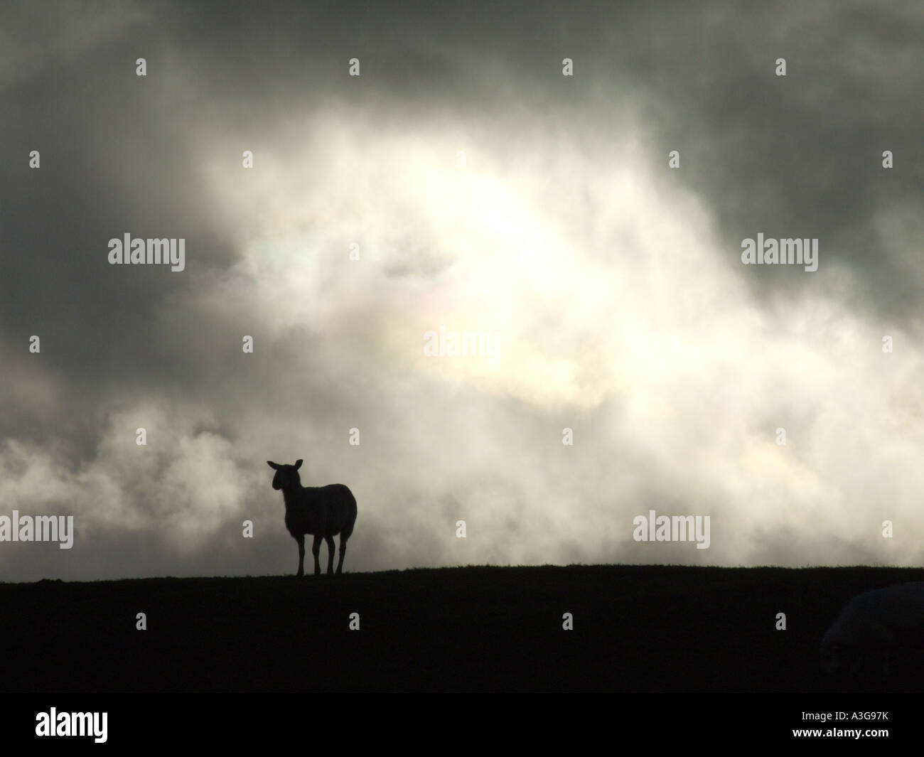 one sheep on hill side with dark moody sky Stock Photo - Alamy