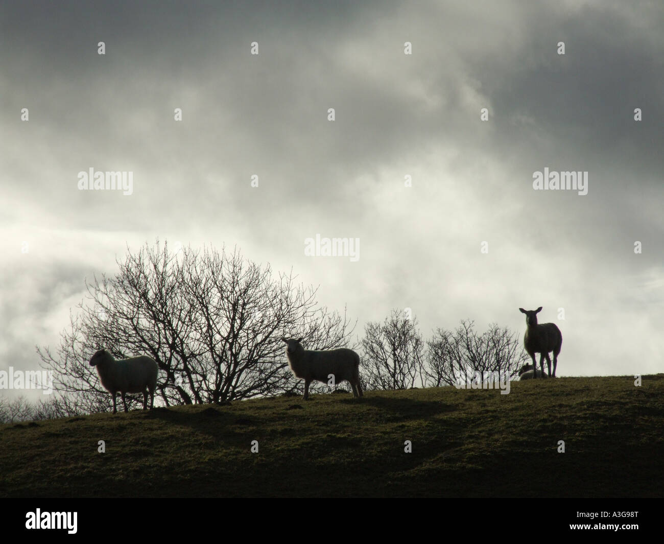 sheep on hill side with dark moody sky Stock Photo - Alamy
