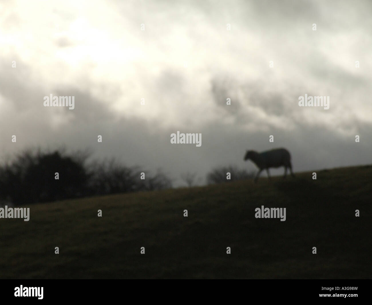 one sheep on hill side with dark moody sky Stock Photo - Alamy