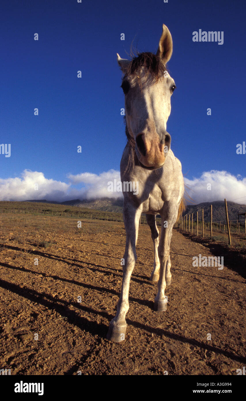 Arabian horse, R62, Langebaan mountain, Great Karoo, South Africa Stock Photo