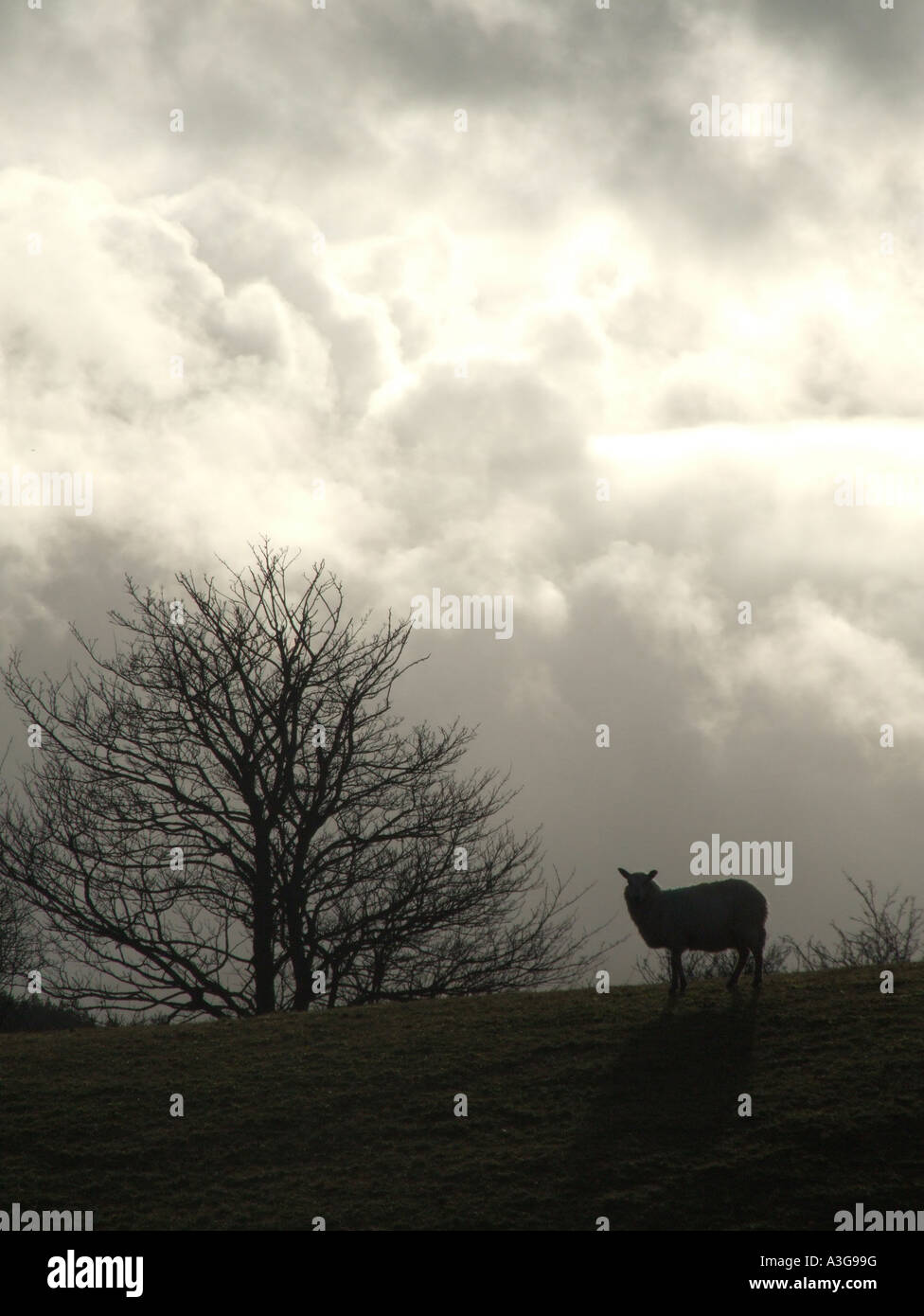 sheep on hill side with dark moody sky Stock Photo - Alamy