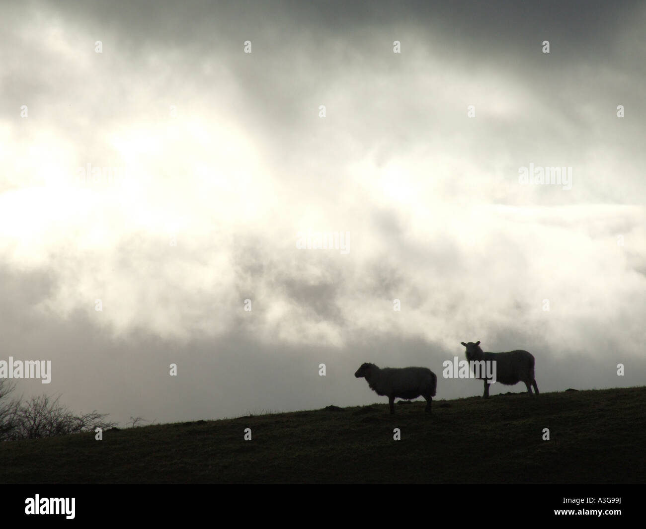 two sheep on hill side with dark moody sky Stock Photo - Alamy