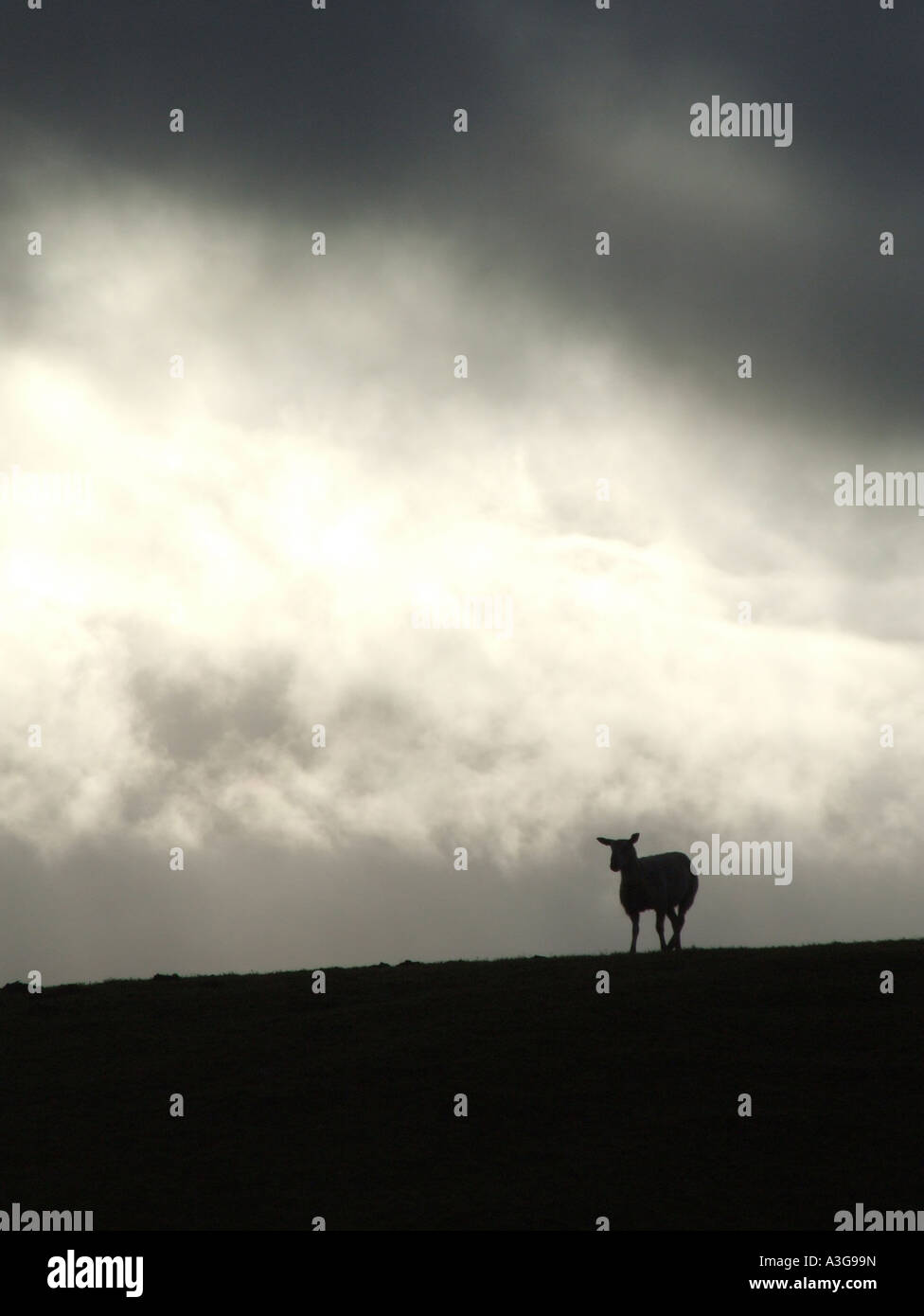 one sheep on hill side with dark moody sky Stock Photo - Alamy