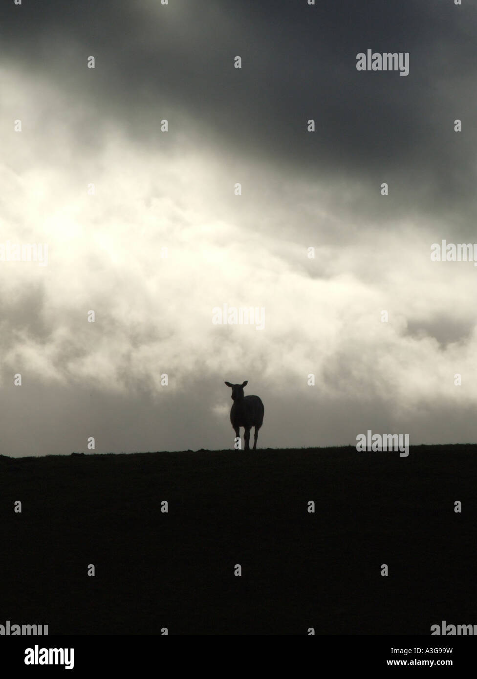 one sheep on hill side with dark moody sky Stock Photo - Alamy