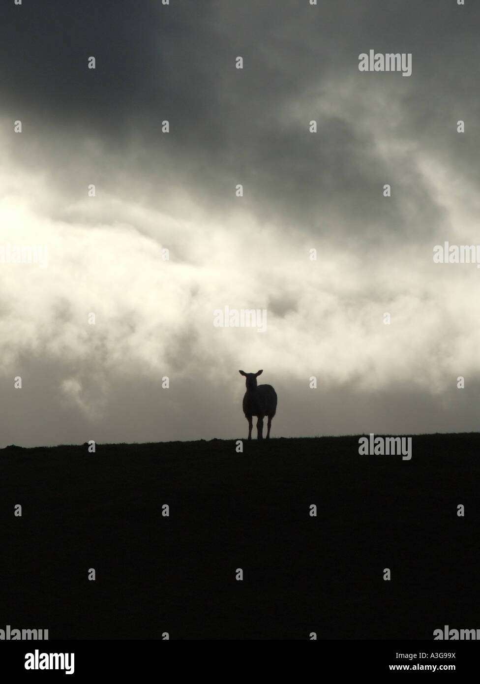 sheep on hill side with dark moody sky Stock Photo - Alamy