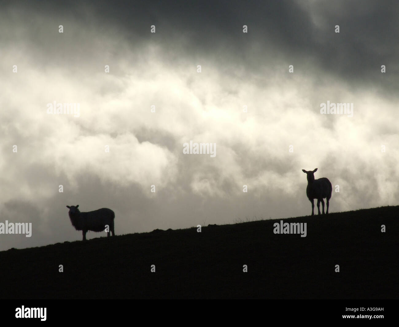 sheep on hill side with dark moody sky Stock Photo - Alamy