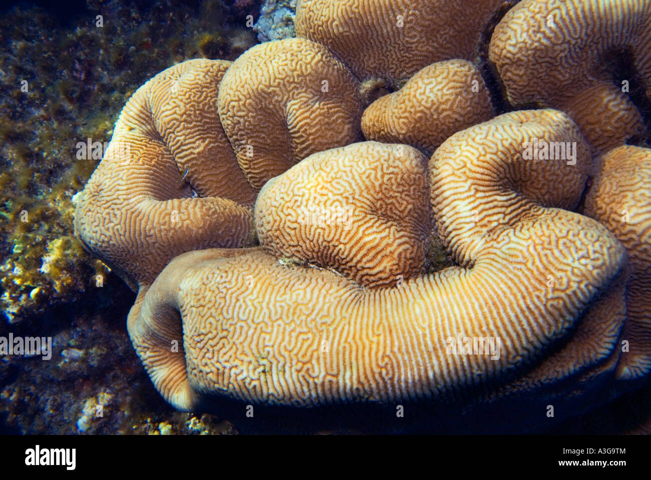 BRAIN Coral PLATYGYRA DAEDALEA reef scenery paradies under water sealife coralgarden garden RAS MOHAMED Sharm El Sheikh EGYPT Stock Photo