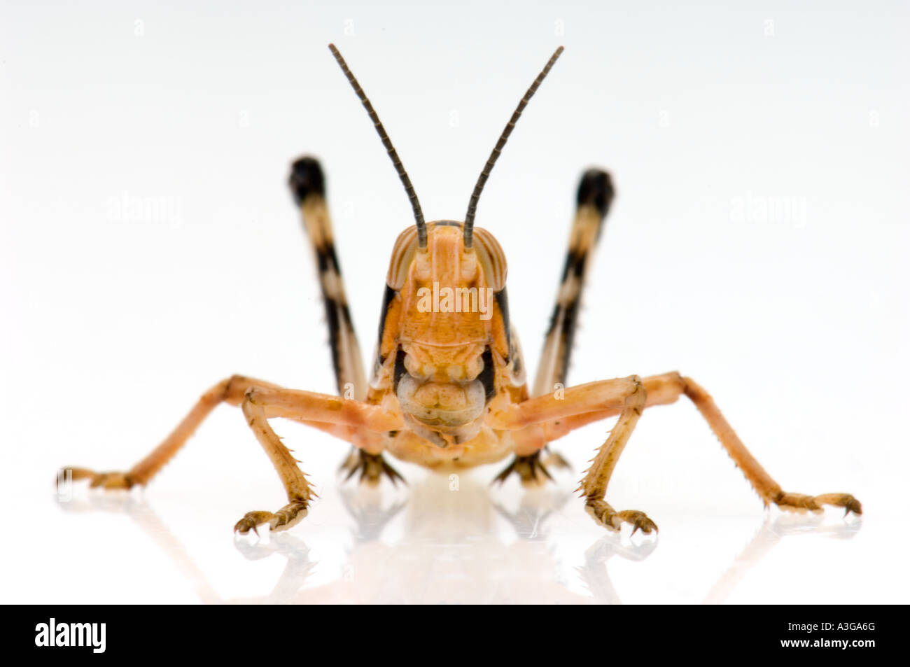 Ugly insect big eyes on High Resolution Stock Photography and Images ...