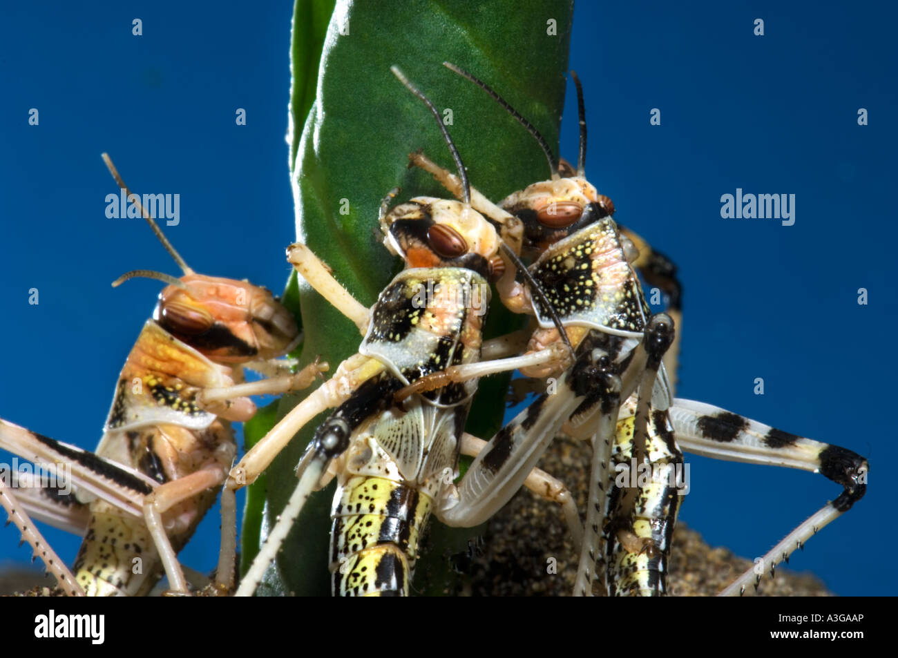 african desert locust Schistocerca gregaria subadult GRASSHOPPER eat feed green leaf  blue background Stock Photo