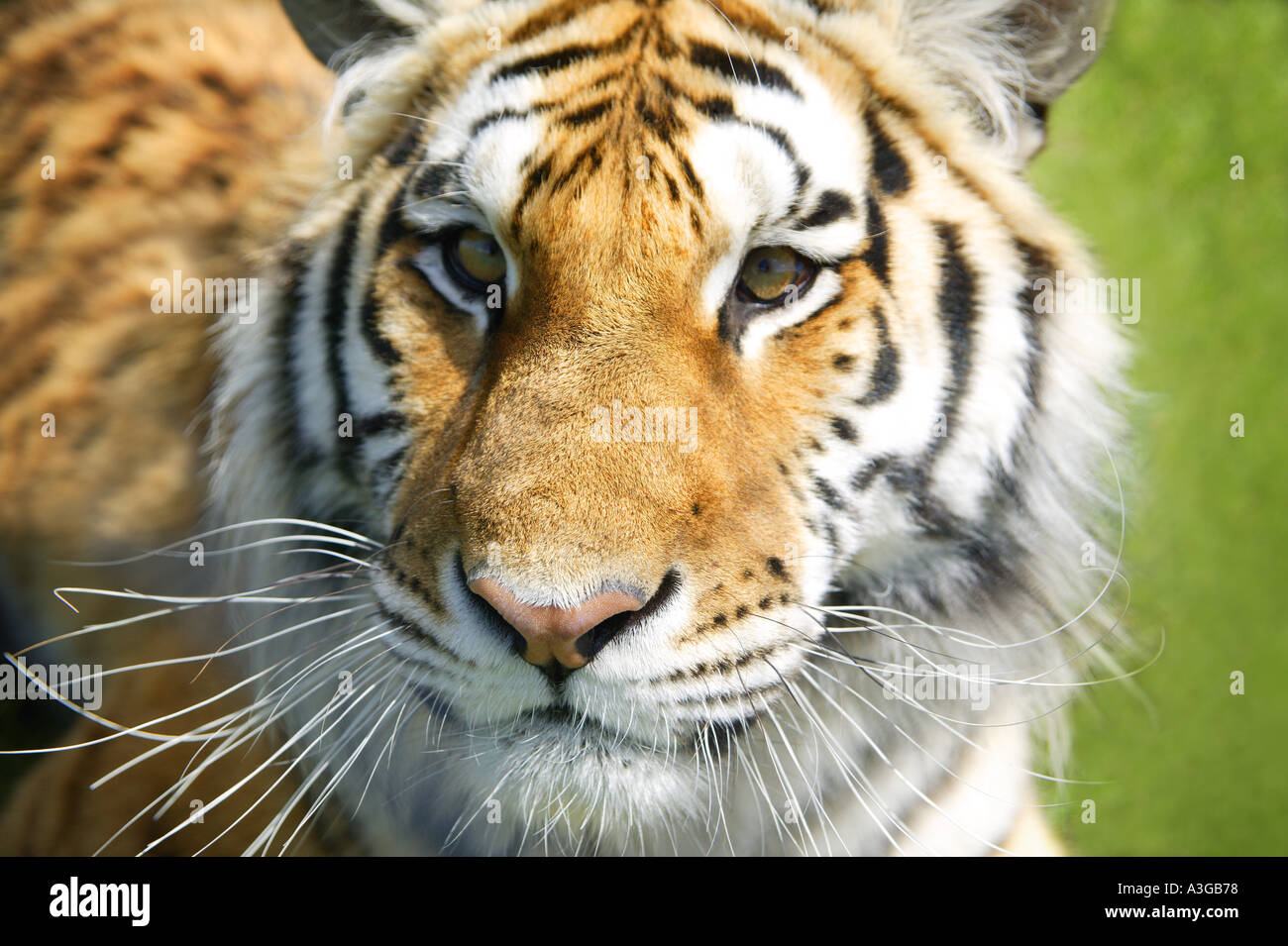 Animals walk up hi-res stock photography and images - Alamy