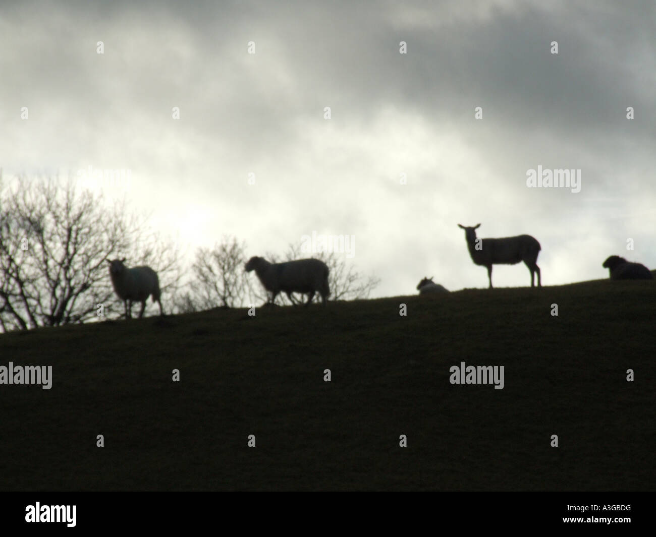 sheep on hill side with dark moody sky Stock Photo - Alamy