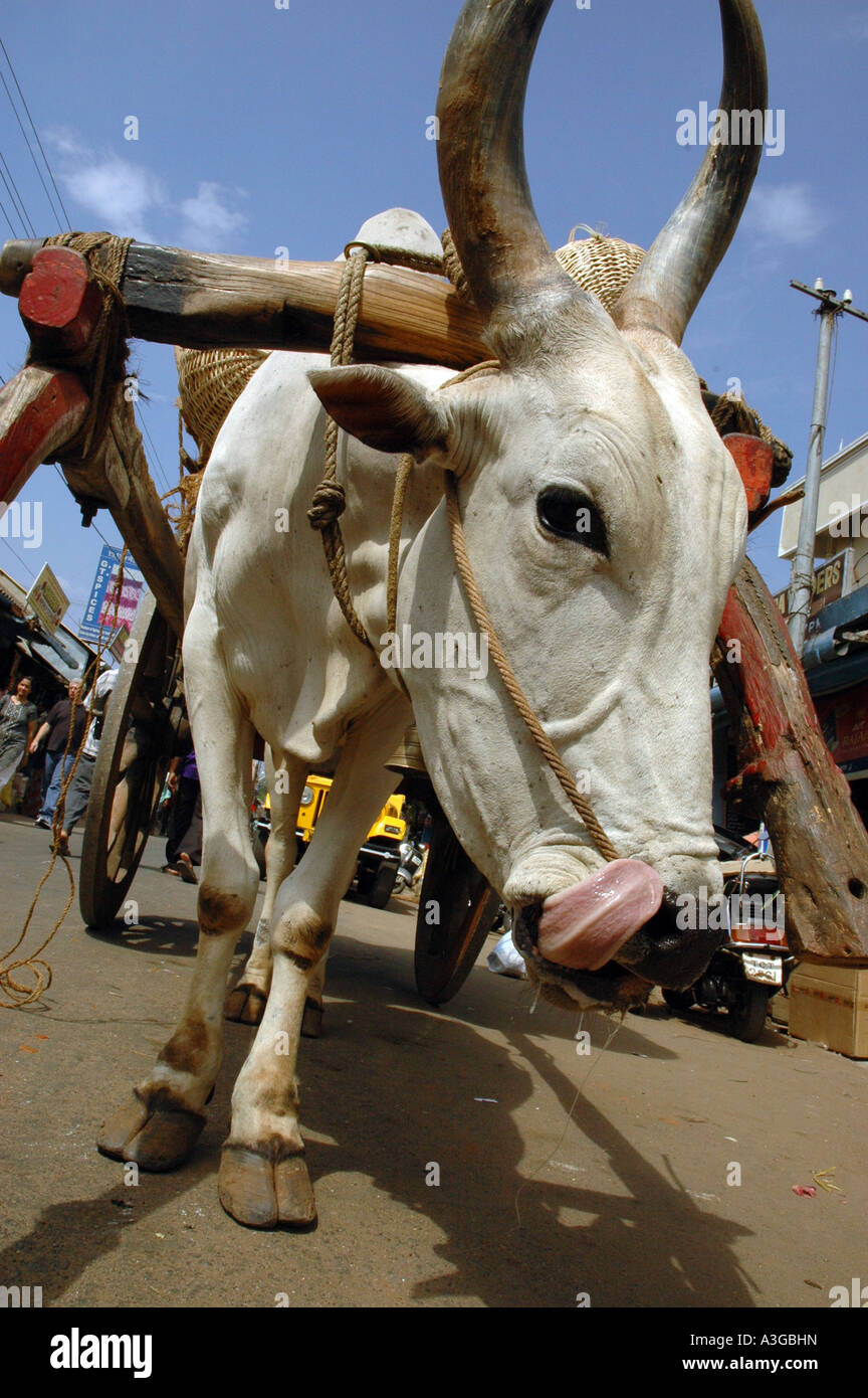 Ox pulling hires stock photography and images Alamy