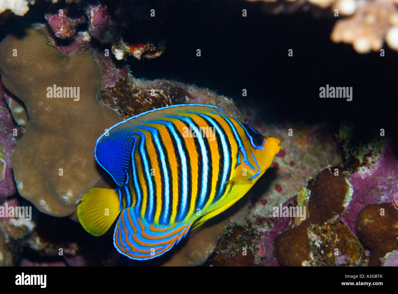 Red and blue striped fish pics 234