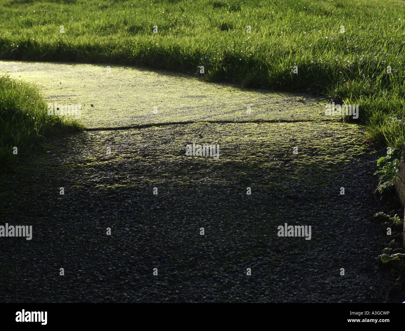 detail of path dramatically lit Stock Photo - Alamy