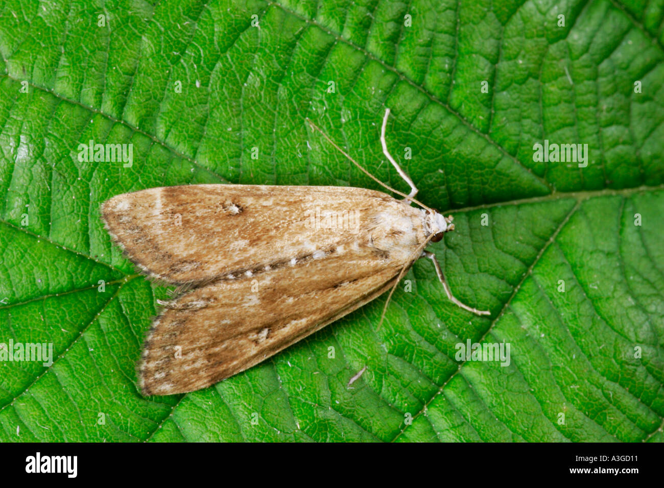 Ringed China mark female at rest on leaf showing markings and detail Stock Photo