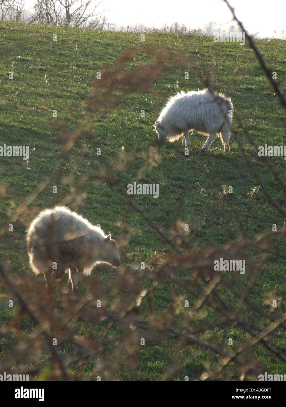 One sheep grazing in field in snowdonia hi-res stock photography and ...