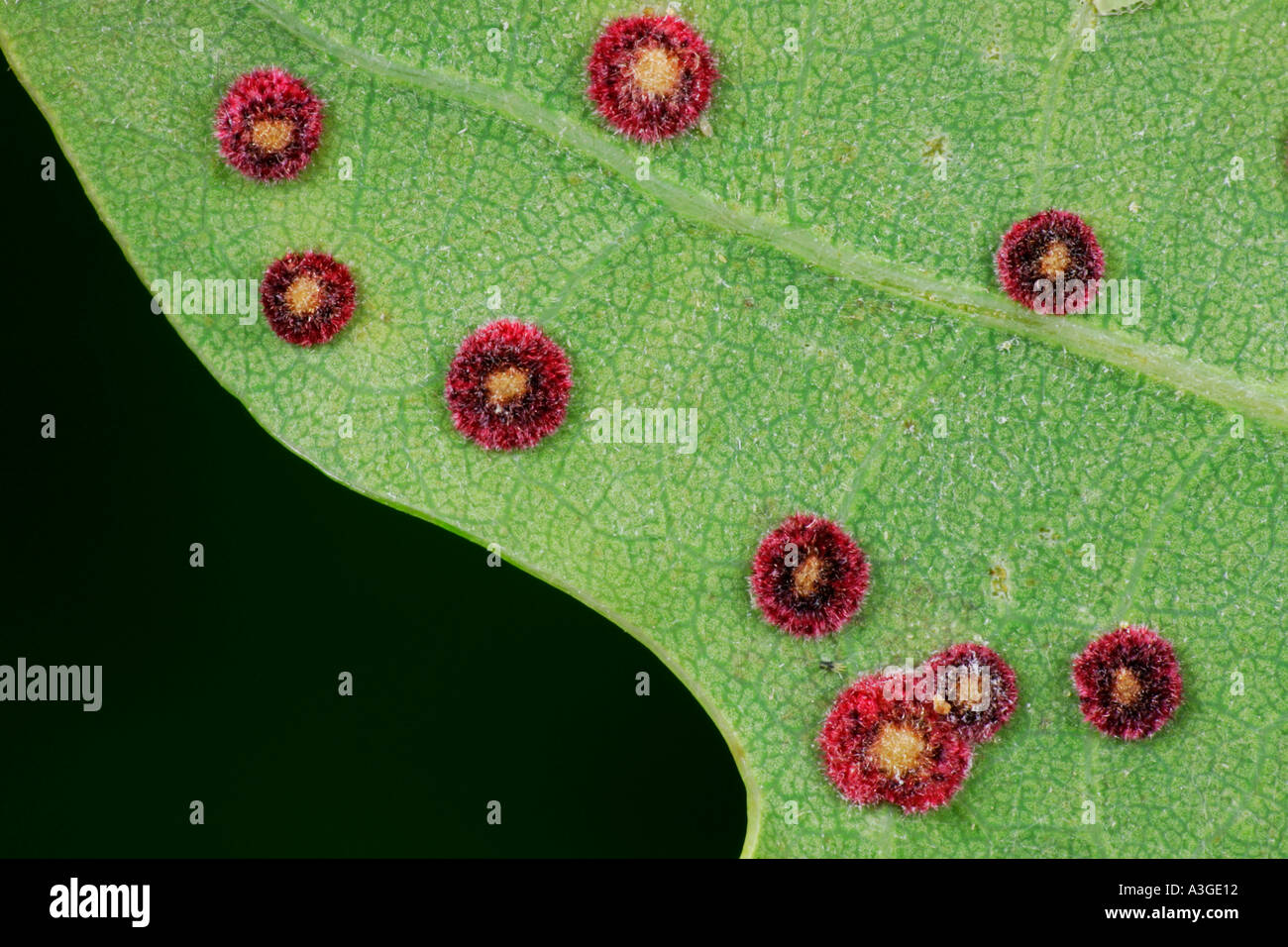 Spangle Galls on oak leaf potton bedfordshire Stock Photo