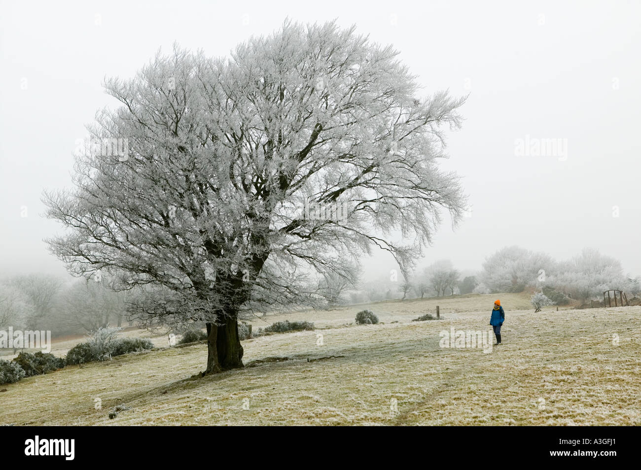 Female walker looking at tree covered in hoar frost from freezing fog Blorenge mountain near Blaenavon Wales UK Stock Photo