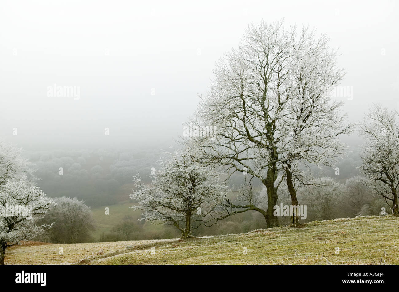 Tree covered in hoar frost from freezing fog Blorenge mountain near Blaenavon Wales UK Stock Photo