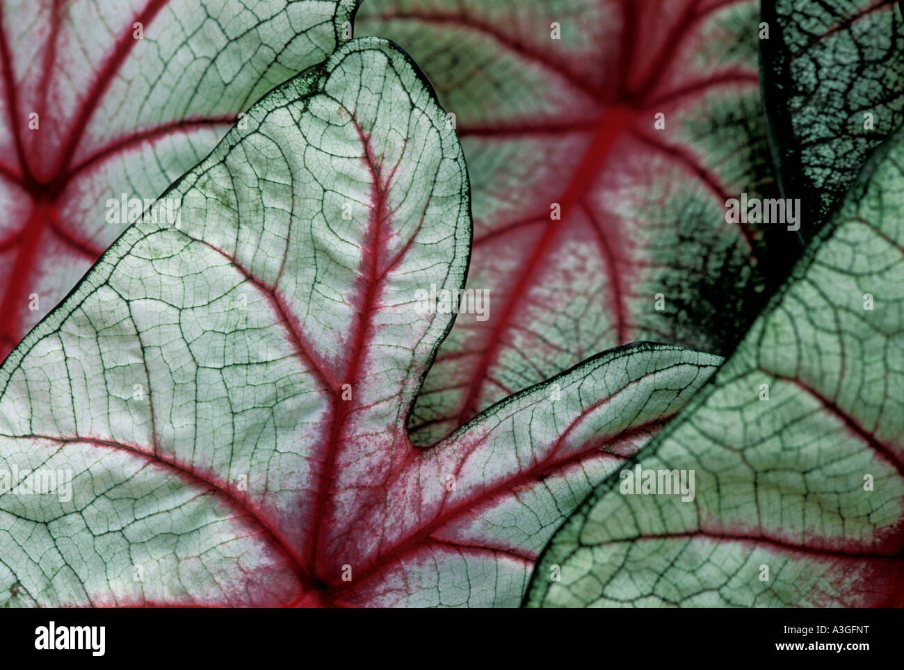 Caladium leaves Stock Photo