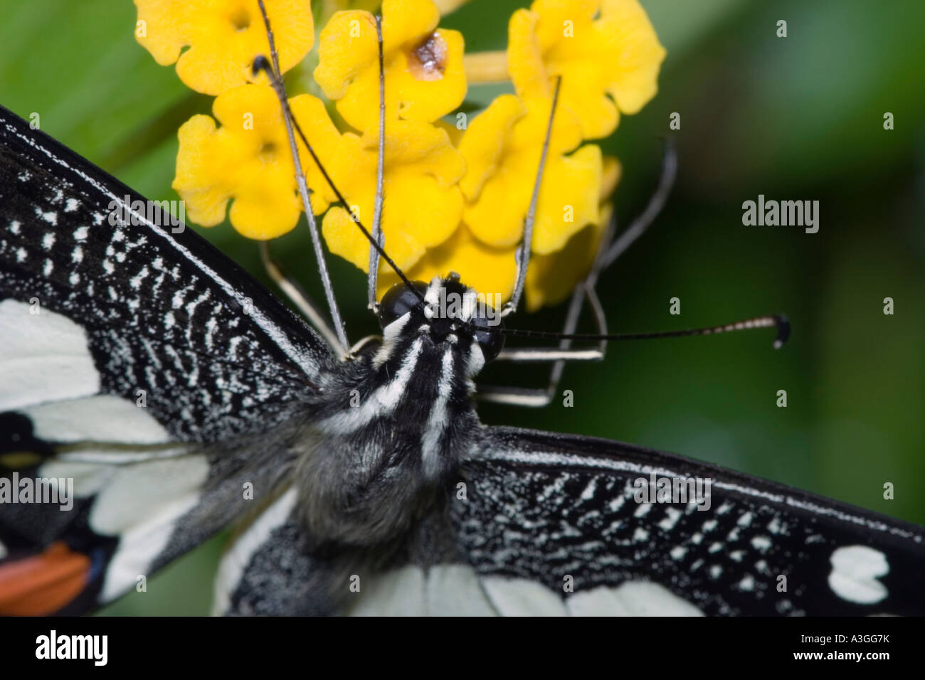 Tropical swallowtail, sometimes known as a "Christmas butterfly" as populations tend to peak at that time of the year Stock Photo