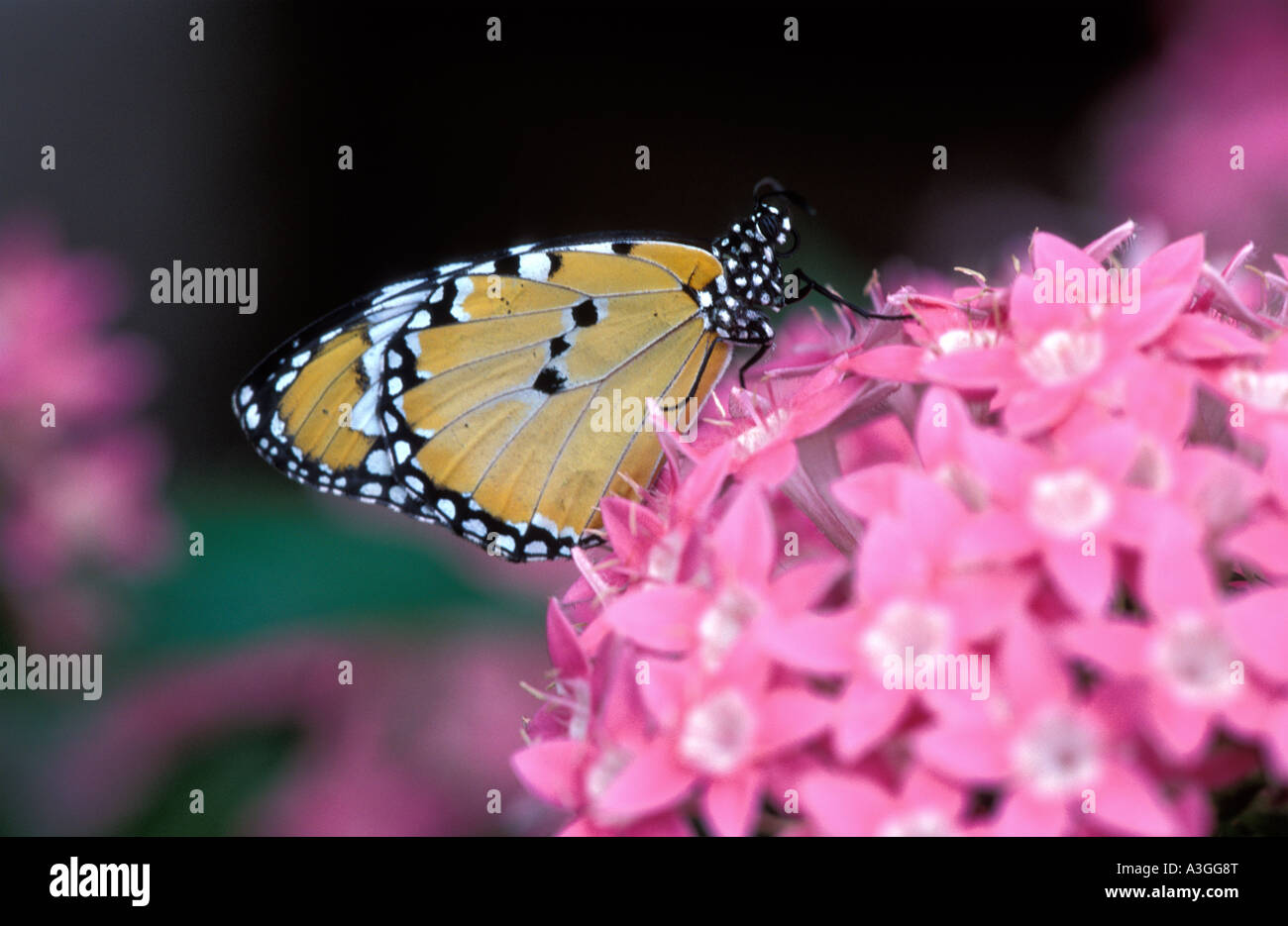 Plain tiger butterfly Stock Photo