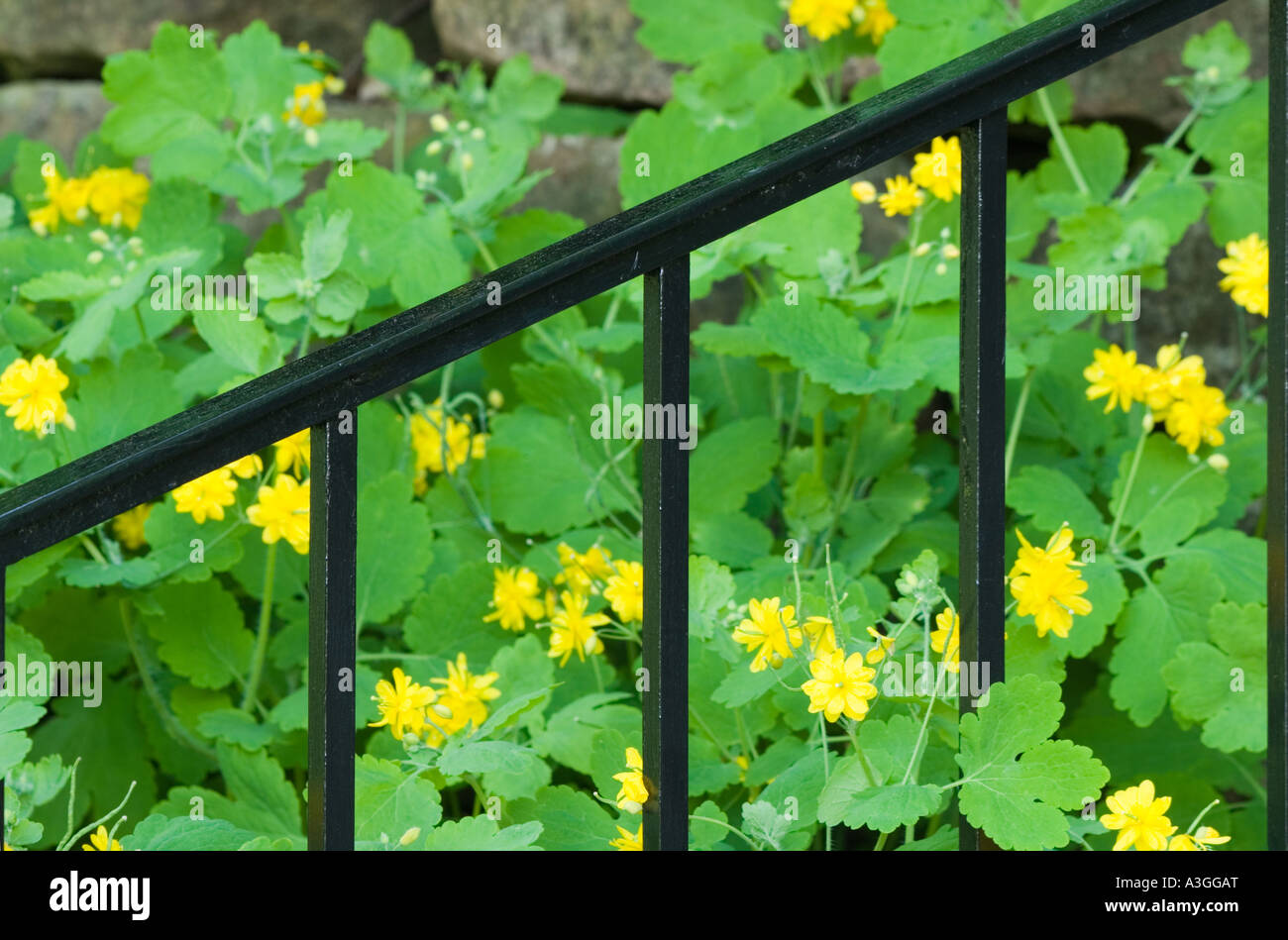 Railing overgrown by a flowerbed Stock Photo