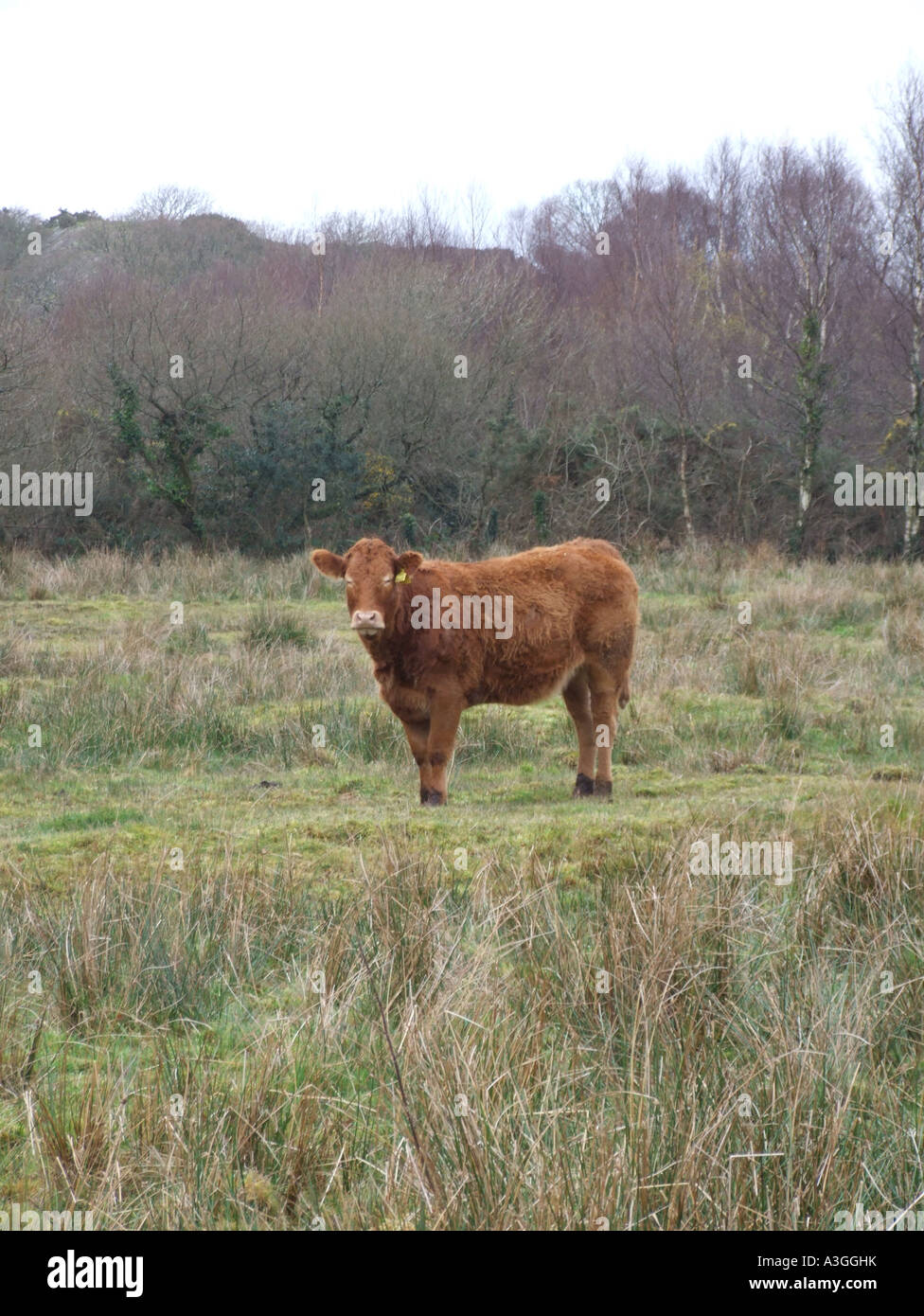 one devon red cow in field Stock Photo - Alamy