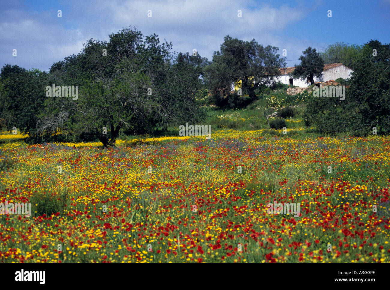 Wild spring flowers in field near Sao Bartolomeu de Messines Algarve Portugal Stock Photo