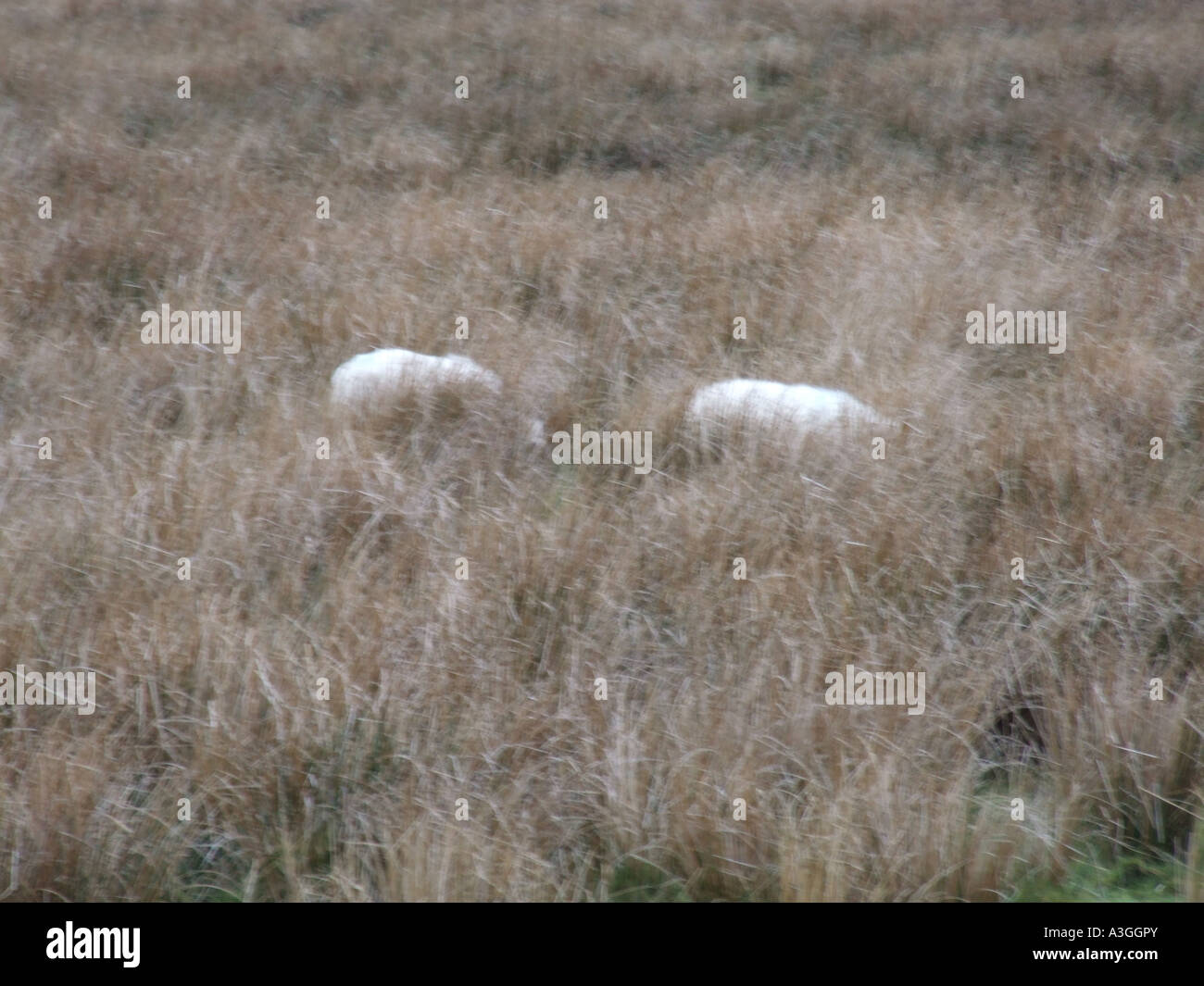 One sheep grazing in field in snowdonia hi-res stock photography and ...