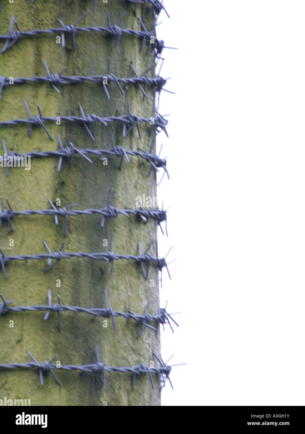 barbed wire coil wrapped around wooden pole Stock Photo Alamy