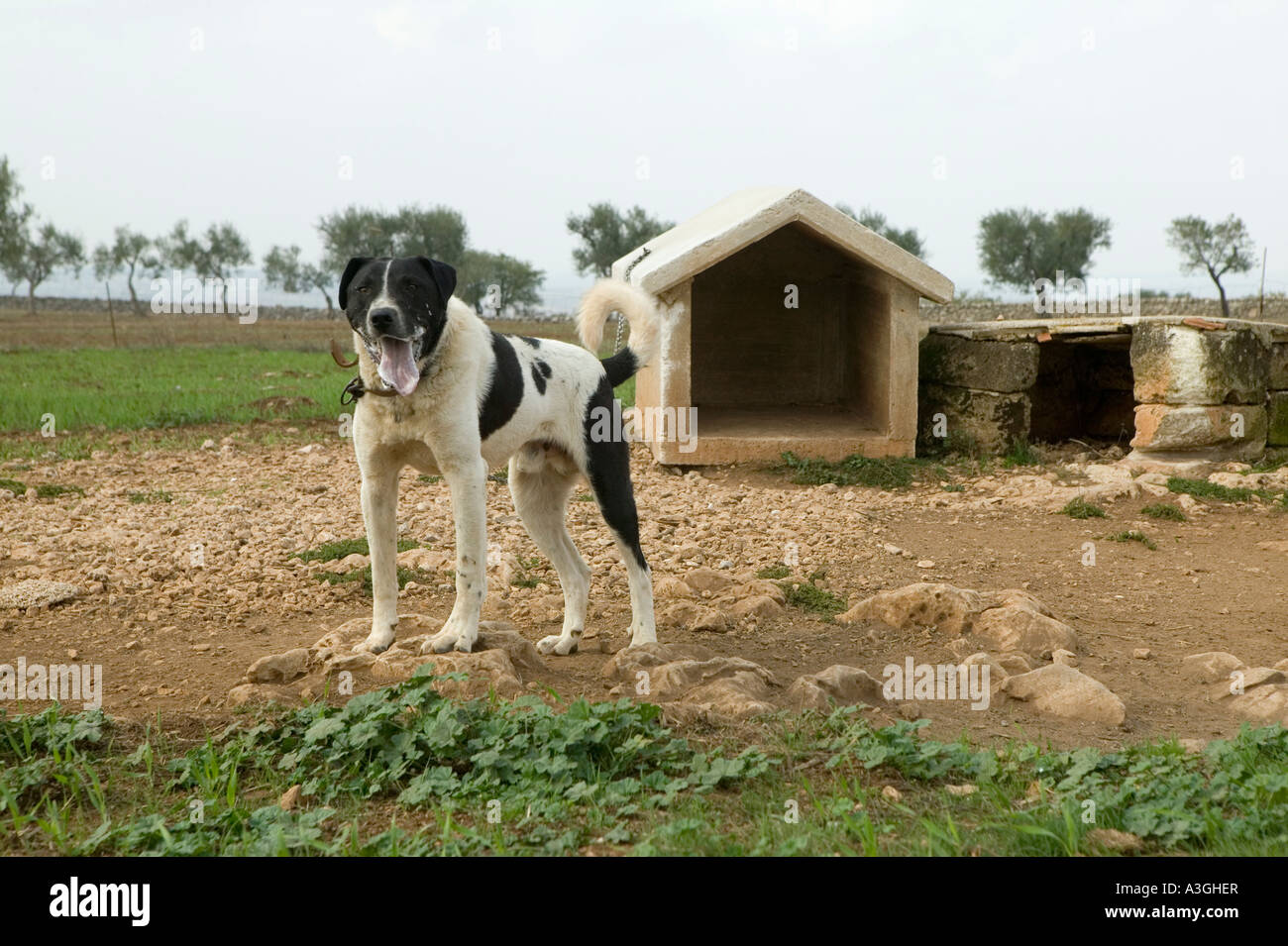 A guard dog on a farm in Puglia, Southern Italy Stock Photo