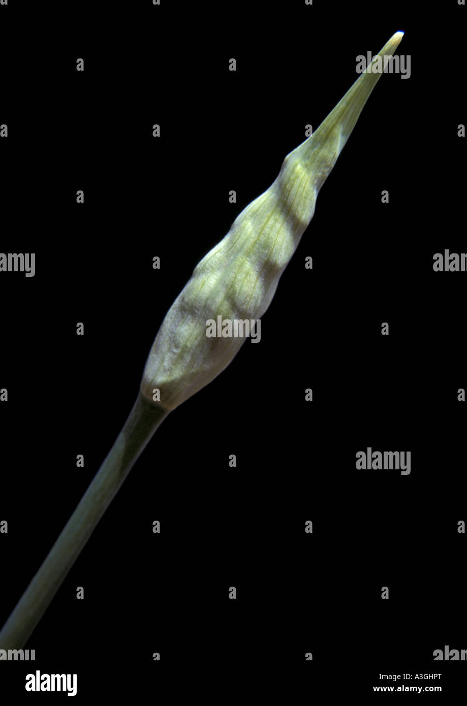 Agapanthus seed pod against black background Stock Photo