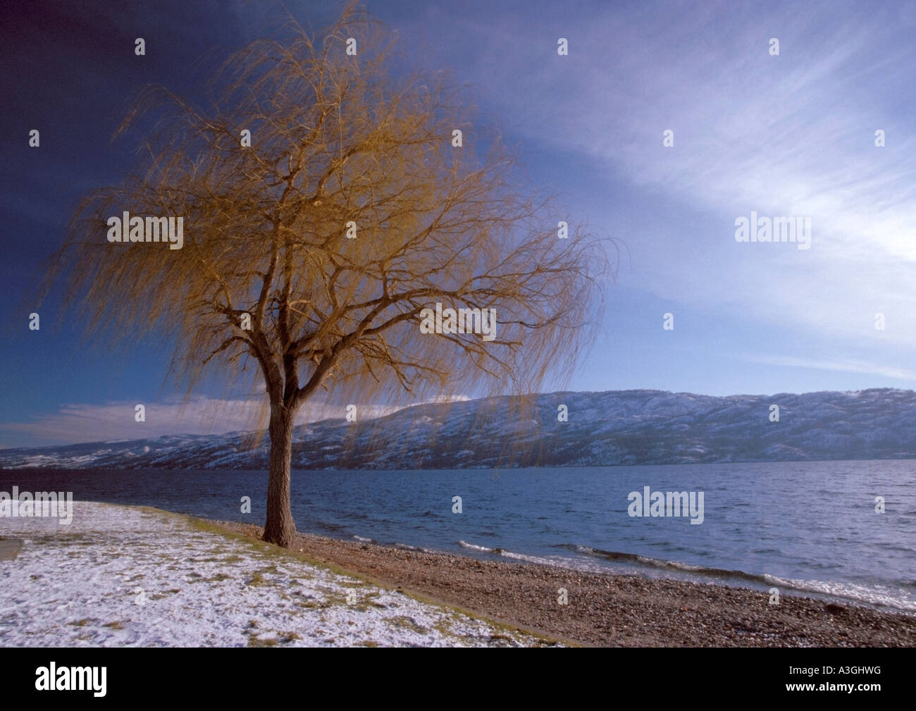 Tree by Okanagan lake in the town of Peachland in the Okanagan Valley in British Columbia  in Canada Stock Photo