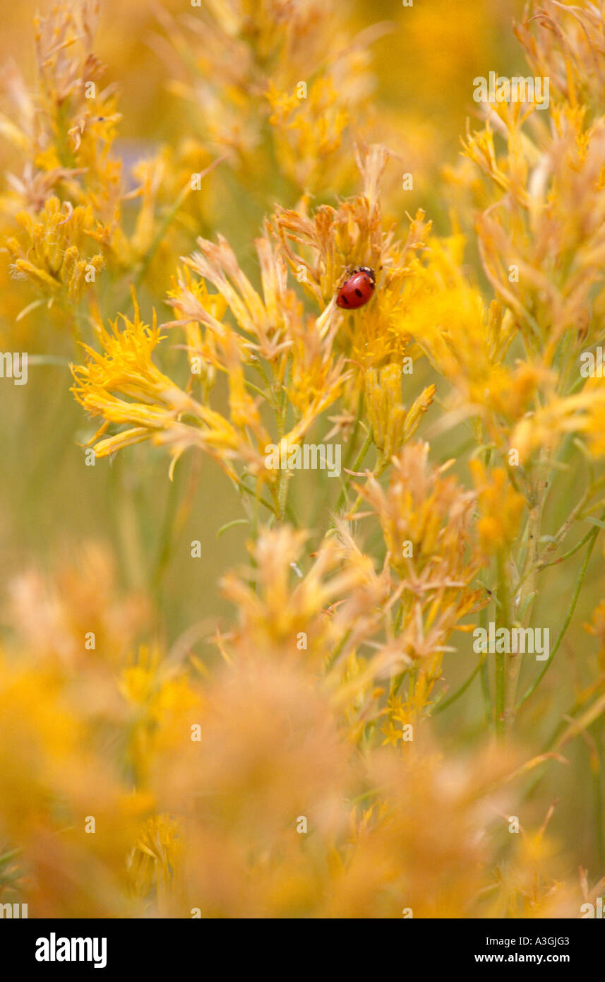 ladybug ladybird beetle on wildflower Rabbitbrush Chrysothamnus viscidiflorus Mann Lake Northern Great Basin Oregon High Desert Stock Photo