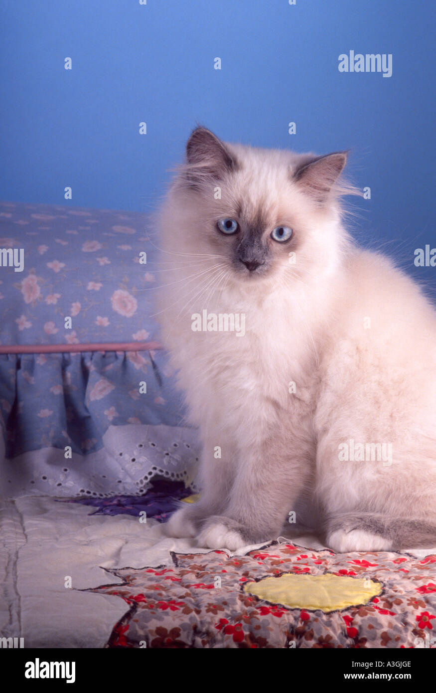 blue himalayan kitten