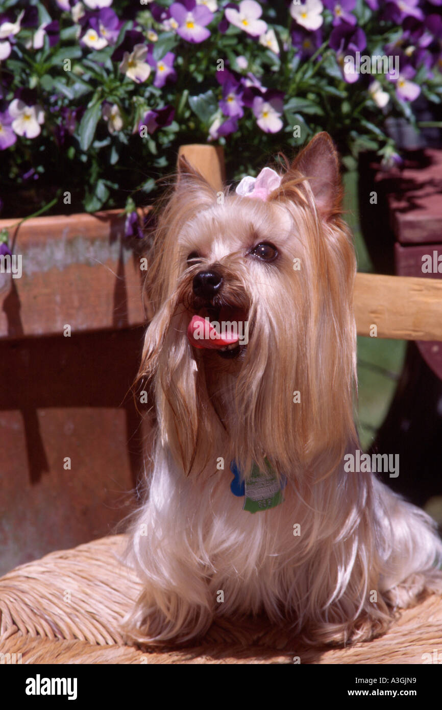 Stock Photo dog Yorkshire Terrier Yorkie sitting on chair Eugene Oregon