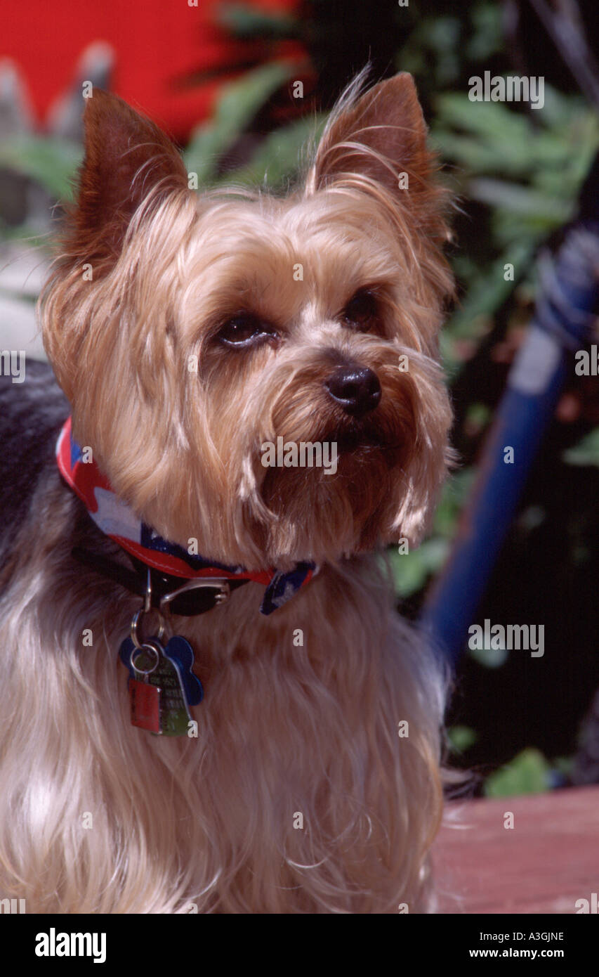 Stock Photo dog Yorkshire Terrier Yorkie closeup Eugene Oregon USA PR