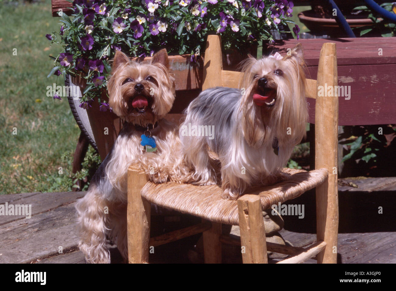Stock Photo dogs Yorkshire Terriers Yorkies standing on rustic chair
