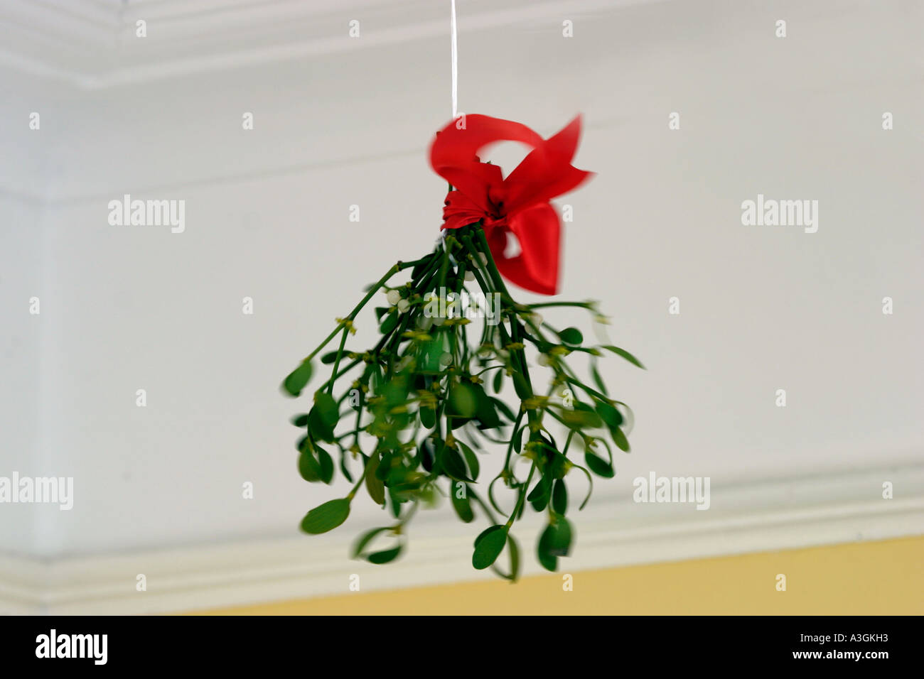 Mistletoe traditional Christmas decoration Viscum album parasitic