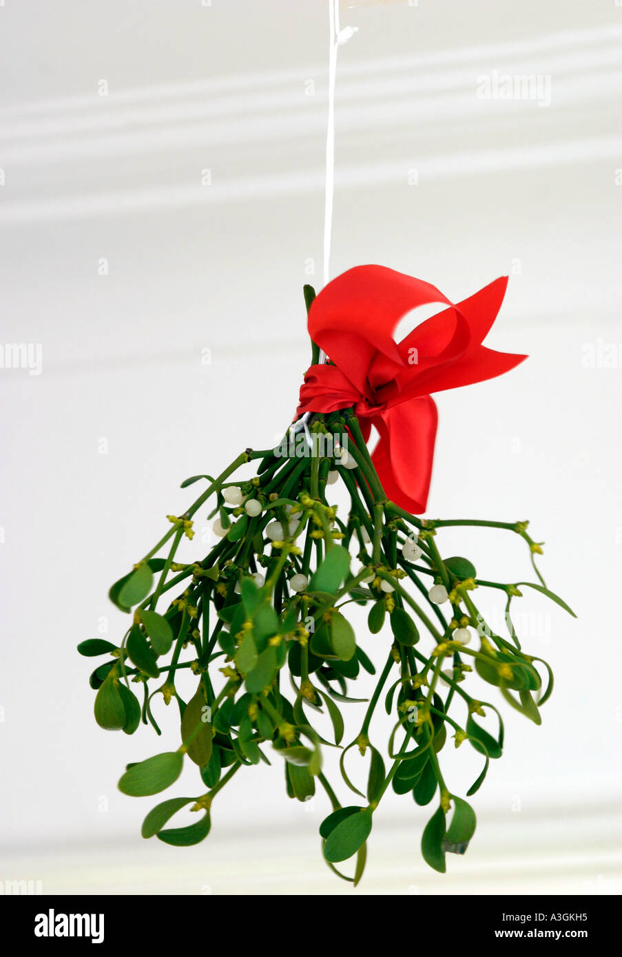 Mistletoe traditional hires stock photography and images Alamy