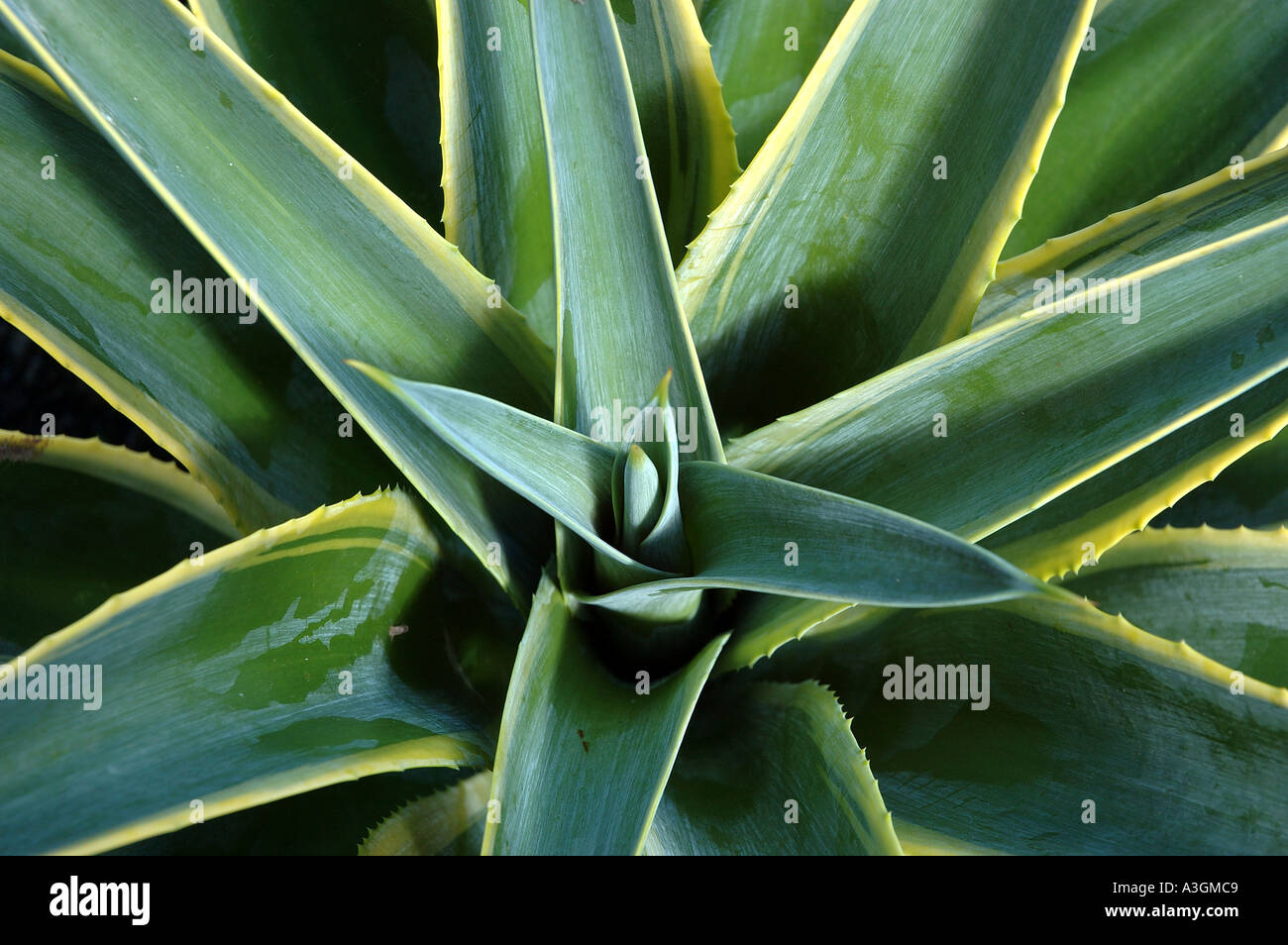 agave gel Luxio Agave main image 0
