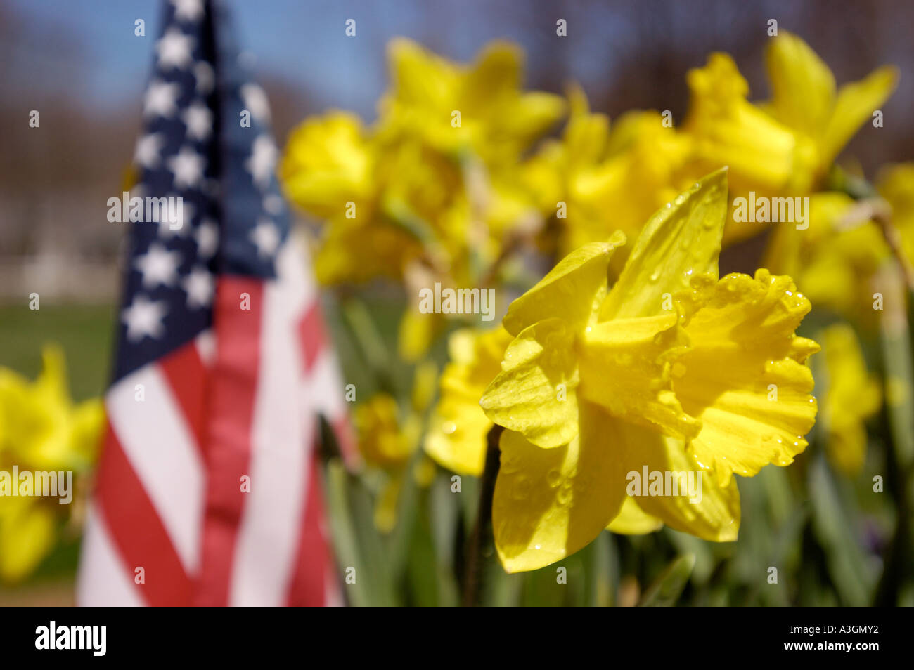Daffodils next to a flag Stock Photo