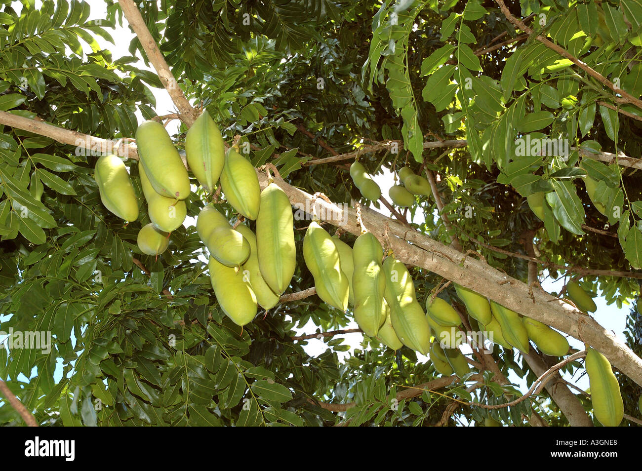 Black bean seed pods Castamospermum australe rainforest hardwood tree