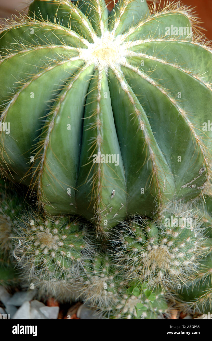 Globular ribs hi-res stock photography and images - Alamy