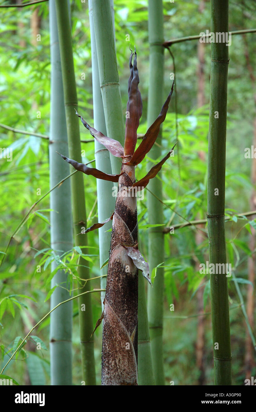 Dendrocalamus membranacea membranaceus Myin byu Huang zhu Waya bamboo bambu Mai nuan Phai sang doi Phai sangnuan Luong Stock Photo