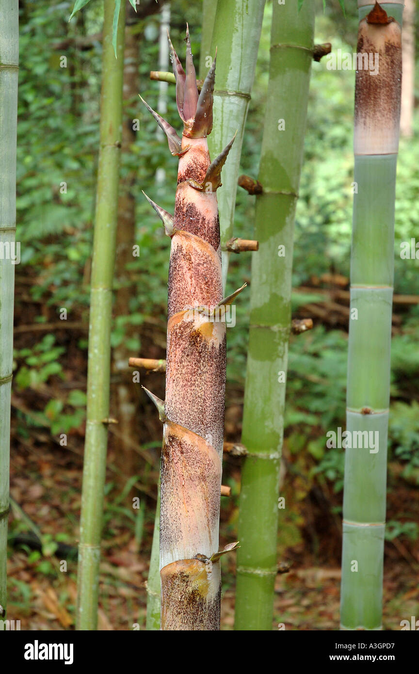 Dendrocalamus membranacea membranaceus Myin byu Huang zhu Waya bamboo bambu Mai nuan Phai sang doi Phai sangnuan Luong Stock Photo